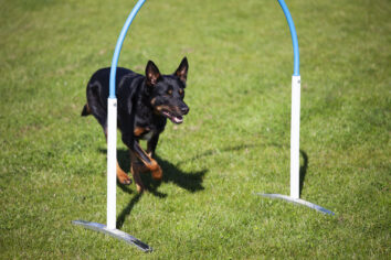 Australian Kelpie Flynn am Hoop